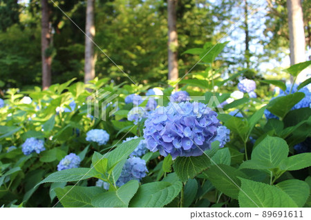 秋田繡球花寺 雲勝寺繡球花 89691611