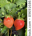 Strawberry  89691686