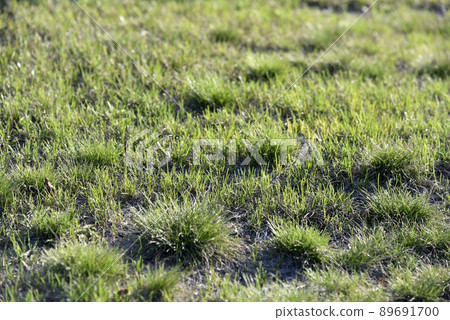 Green spring grass in the garden in the sunlight 89691700