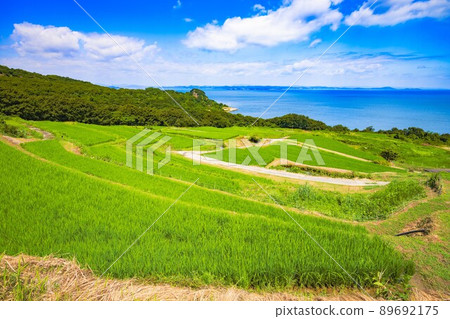 [香川縣豐島]夏季水稻梯田 89692175