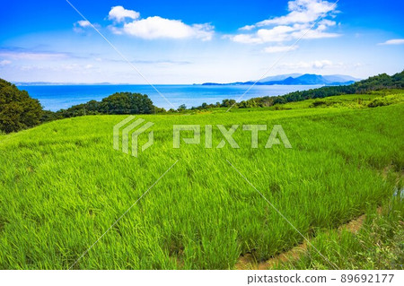 [香川縣豐島]夏季水稻梯田 89692177