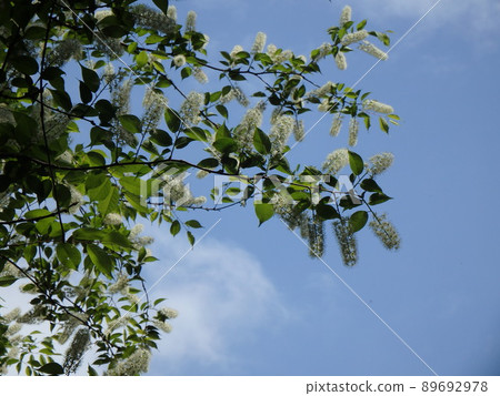 Prunus grayana and blue sky in full bloom in Miyagi Prefectural Forest 89692978