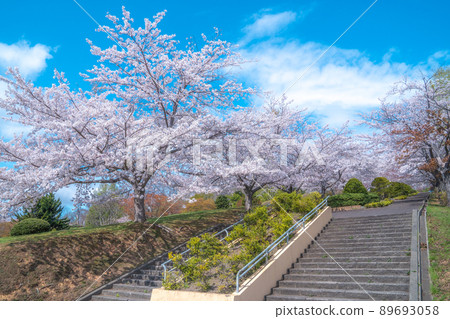 Cherry blossoms at Otaru shrine park 89693058