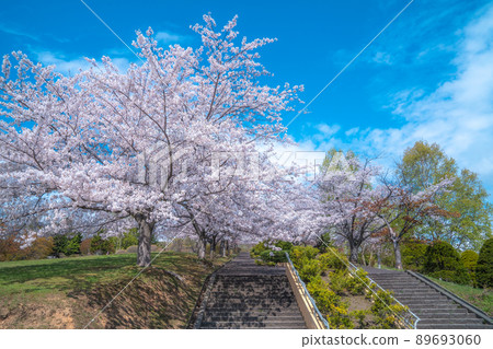 Cherry blossoms at Otaru shrine park Cherry blossoms at Otaru shrine park 89693060