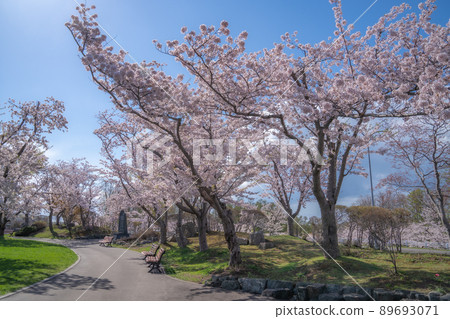 Cherry blossoms in Toda Memorial Cemetery Park 89693071