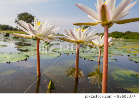 Lotus Lotus 89693374