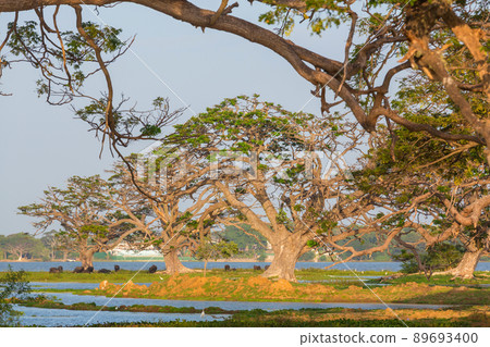 Trees on Sri Lanka 89693400