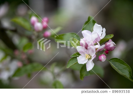 Beautiful delicate apple tree flowers blooming 89693538