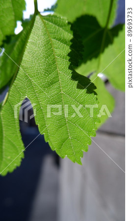 The veins of the leaves on the road surface that are transparent to the sun 89693733