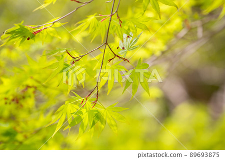 Mizutomidorinomori Park, eastern part of Nagaizumi-cho, Sunto-gun, Shizuoka Prefecture 89693875