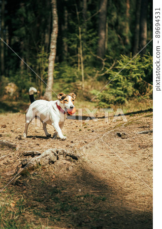 Jack Russell Terrier r walking in the park Jack Russell Terrier r walking in the park 89694531