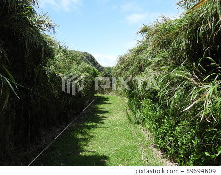 久米島縣立自然公園沖繩四月 久米島縣立自然公園沖繩四月 89694609