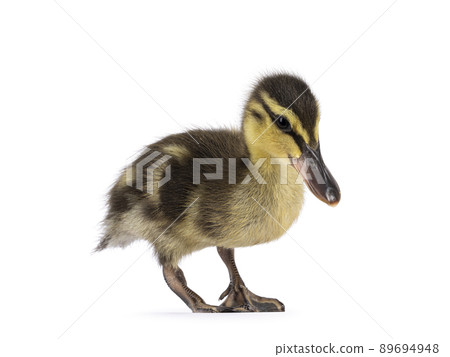 Wild duck ducklings on white background 89694948