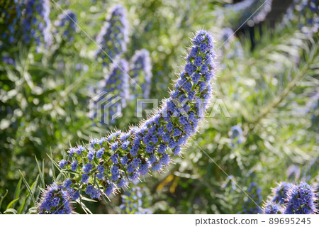 Ekium / Kandicans 89695245