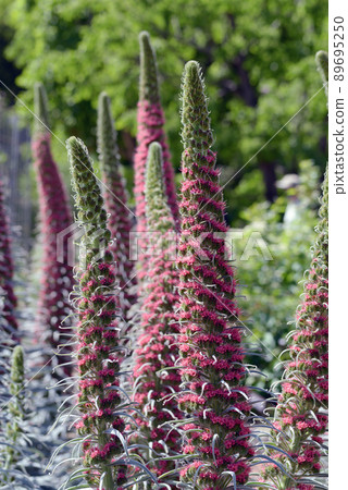 Echium wildpreti 花卉圖案 Echium wildpreti 花卉圖案 89695250