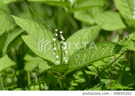 Phthalis sika Phthalis sika 89695262