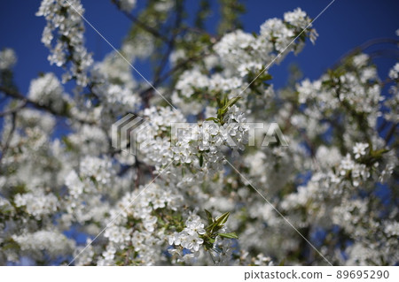 Cherry blossom branches. The tree blooms flowers on a sunny spring day. White flower petals Cherry blossom branches. The tree blooms flowers on a sunny spring day. White flower petals 89695290