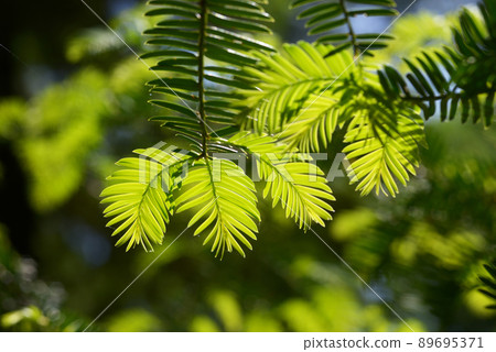 Young leaves of the genus Taxus in China Young leaves of the genus Taxus in China 89695371