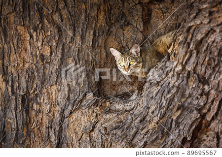 Southern African wildcat in Kgalagadi transfrontier park, South Africa Southern African wildcat in Kgalagadi transfrontier park, South Africa 89695567