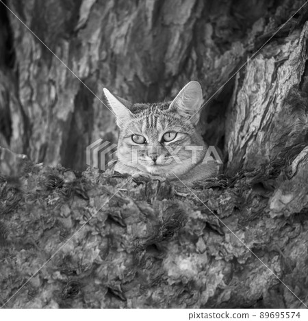 Southern African wildcat in Kgalagadi transfrontier park, South Africa 89695574