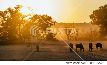Blue wildebeest in Kgalagadi transfrontier park, South Africa 89695575