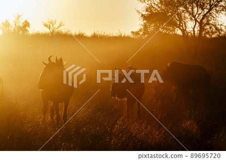 Blue wildebeest in Kgalagadi transfrontier park, South Africa 89695720