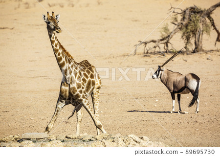 Giraffe in Kgalagadi transfrontier park, South Africa 89695730