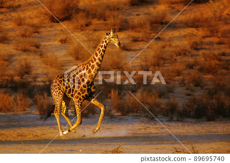 Giraffe in Kgalagadi transfrontier park, South Africa Giraffe in Kgalagadi transfrontier park, South Africa 89695740