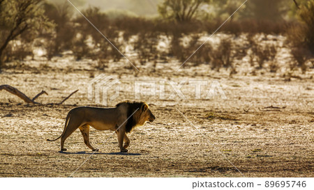 African lion in Kgalagadi transfrontier park, South Africa 89695746