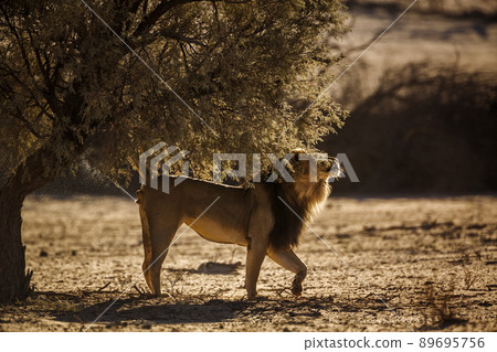 African lion in Kgalagadi transfrontier park, South Africa African lion in Kgalagadi transfrontier park, South Africa 89695756
