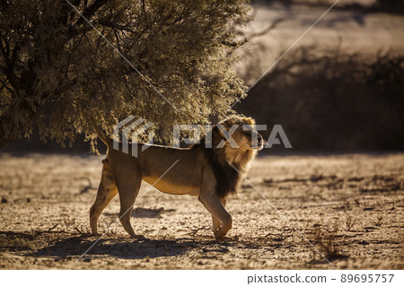 African lion in Kgalagadi transfrontier park, South Africa African lion in Kgalagadi transfrontier park, South Africa 89695757