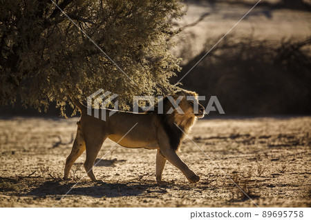 African lion in Kgalagadi transfrontier park, South Africa African lion in Kgalagadi transfrontier park, South Africa 89695758