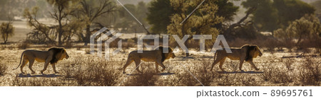 African lion in Kgalagadi transfrontier park, South Africa African lion in Kgalagadi transfrontier park, South Africa 89695761