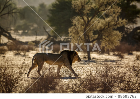 African lion in Kgalagadi transfrontier park, South Africa African lion in Kgalagadi transfrontier park, South Africa 89695762