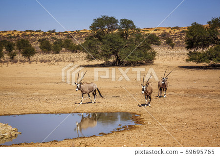 South African Oryx in Kgalagadi transfrontier park, South Africa South African Oryx in Kgalagadi transfrontier park, South Africa 89695765