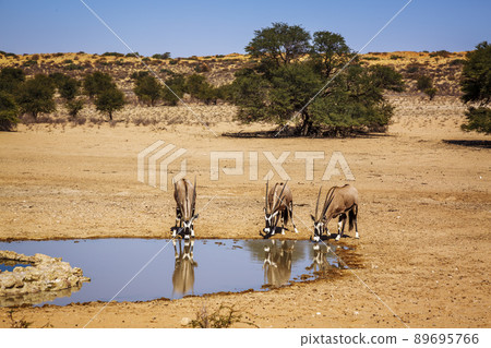 South African Oryx in Kgalagadi transfrontier park, South Africa 89695766