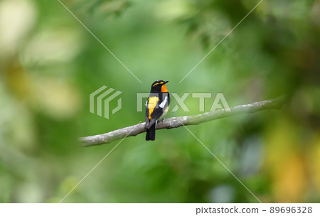 水仙捕蠅器棲息在枝葉的另一邊 89696328