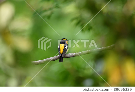 水仙捕蠅器棲息在枝葉的另一邊 89696329