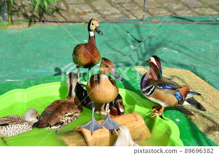 Different kinds of ducks in the barnyard Different kinds of ducks in the barnyard 89696382