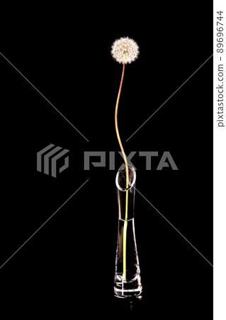 Dandelion flower 89696744