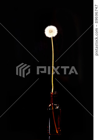 Dandelion flower 89696747