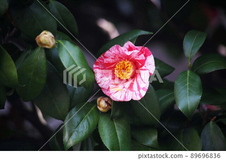 Blooming camellia flowers squeezed into crimson 89696836