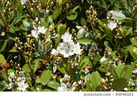 Sharinbai flowers blooming in May Sharinbai flowers blooming in May 89696881