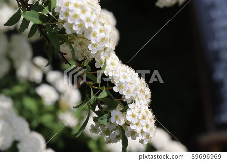 White flowers of Kodemari blooming in the spring garden of Japan White flowers of Kodemari blooming in the spring garden of Japan 89696969