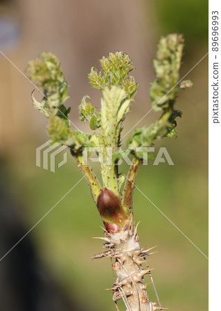 野生植物的女王，鱈魚的萌芽 89696993