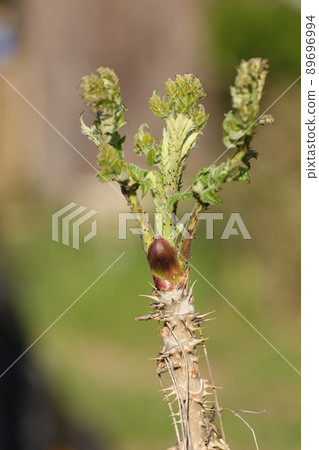 野生植物的女王，鱈魚的萌芽 89696994