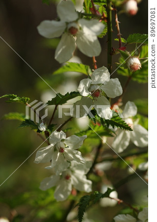 春天路邊盛開的白樹莓花 89697081