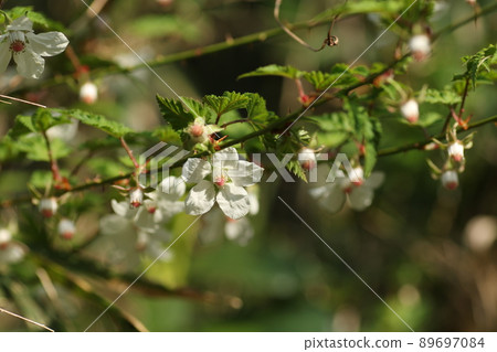 春天路邊盛開的白樹莓花 89697084