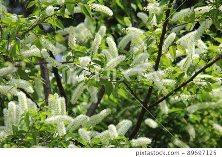 Pure white prunus grayana flower Pure white prunus grayana flower 89697125