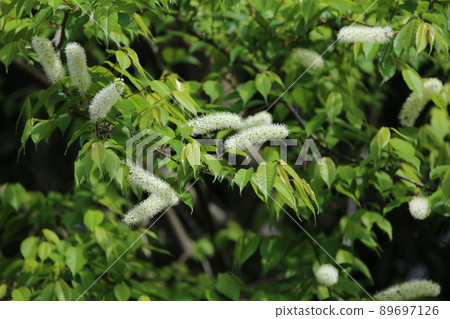 Pure white prunus grayana flower Pure white prunus grayana flower 89697126